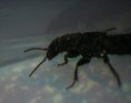 /album/coleoptera/staphylinus-olens-1-jpg/